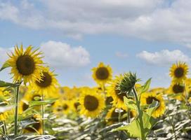 mooie zonnebloemen in het veld, natuurlijke achtergrond.