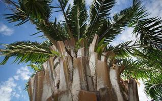 palmboomstam in mekongdelta, vietnam foto