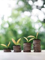 planten groeit omhoog Aan stack van munten. de concept van besparing geld, financieel, investering en bedrijf groeien. foto