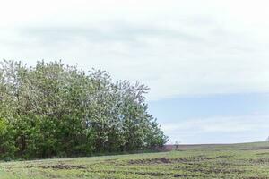 bosje van bloeiend bomen acacia. bloeiend clusters van acacia. honing voorjaar fabriek. verzamelen nectar. fabriek met gezond en heerlijk honing. foto