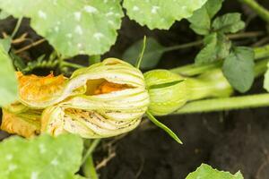 cucurbita pepo tussen de struiken in de tuin omringd door bladeren. groen niet rijp pompoen in tuin in de dorp. ecologisch landbouw. zuiver Product gekiemd Aan de plaats. foto