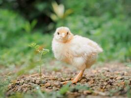 een kip baby in de tuin foto