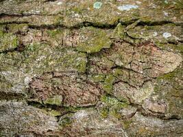 boom schors textuur, boom romp met groen mos Aan het. hout structuur voor achtergrond hout werk foto