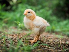 een kip baby in de tuin foto