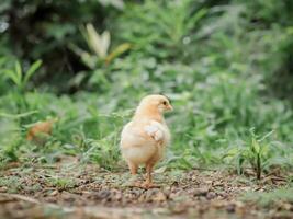 een kip baby in de tuin foto