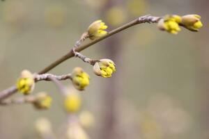 cornus officinalis visie foto