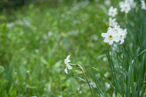 wit bloemen van narcissen, narcis, narcis en jonquille in tuin tegen backdrop van groen gras. foto