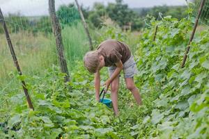 oogsten. hand- trekken een komkommer van een struik. kind zet de gepekeld komkommer in een blauw emmer. vers ecologisch producten. ecologisch landbouw. vegetarisch in tuin. foto