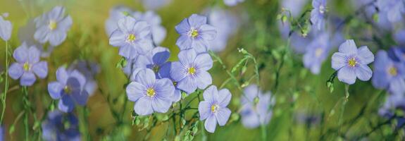 honing bij verzamelen nectar van blauw groot bloemen van tuin linum perenne, meerjarig vlas, blauw vlas of pluis tegen zon. decoratief vlas in decor van tuin verhaallijn. natuurlijk achtergrond. foto