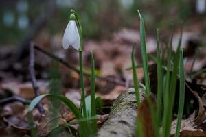 galanthus, sneeuwklokje drie bloemen tegen de achtergrond van bomen. foto