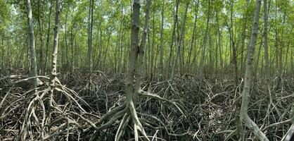 breed scherm van mangroven, petchaburi, Thailand. foto