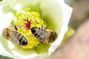 honing bij verzamelt nectar en stuifmeel in vroeg voorjaar van nieskruid, nieskruid, helleborus bloeiend planten in de familie ranonkelfamilie. foto