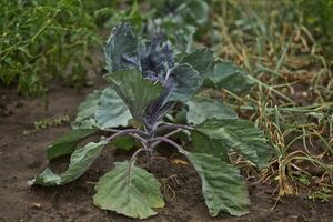 rood kool paarsbladig , Purper kool, rood kraut, of blauw kraut met een laten vallen van dauw Aan een vel foto