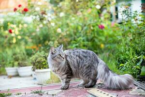 grijs bang kat tussen bloemen in werf van huis. foto