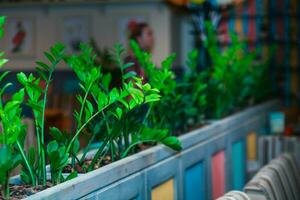 geplant in een rij van jong planten zamioculcas in een cafe. decorati foto