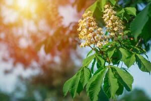 kastanje bloemen en bloemknoppen Aan in de lente. helder groen bladeren dichtbij omhoog. achtergrond voor voorjaar schermbeveiliging Aan telefoon. wedergeboorte van natuur. bloeiend bloemknoppen Aan bomen. foto