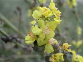 woordelijk, koningskaars, fluweel plant, geel bloemen. melige toorts, witte toorts, verbascum lychnitis foto