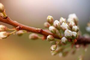 bloemen van kers Pruim of myrobalan prunus cerasifera bloeiend in de voorjaar Aan de takken. foto