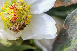 honing bij verzamelt nectar en stuifmeel in vroeg voorjaar van nieskruid, nieskruid, helleborus bloeiend planten in de familie ranonkelfamilie. foto