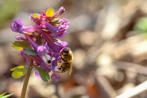 honing bij verzamelt nectar en stuifmeel van corydalis, Grieks korydal s kuif- leeuwerik. honing bij detailopname met klein details. macro foto van een Purper bloem.