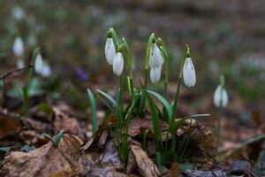 galanthus, sneeuwklokje drie bloemen tegen de achtergrond van bomen. foto