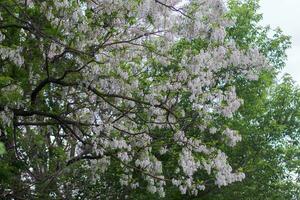 takken van weelderig voorjaar bloeiend wit bloemen boom acacia. bloeiend clusters van acacia. honing voorjaar fabriek. verzamelen nectar. fabriek met gezond en heerlijk honing. foto
