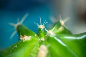 klein groen cactus met krom naalden Aan een blauw achtergrond. pretentieloos fabriek. cactus zorg en transplantatie foto