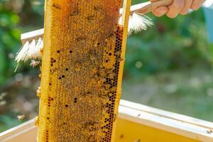 imker is werken met bijen en bijenkorven Aan bijenstal. bijen Aan honingraat. kaders van bij bijenkorf. bijenteelt. honing. foto
