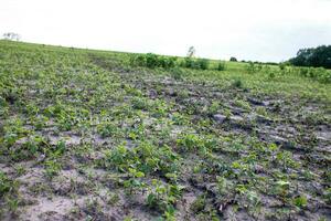 jong soja spruiten Aan een biologisch veld- na regen. vernietigd oogst gedurende voorjaar stortbuien. foto