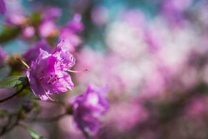 Afdeling met azalea's bloemen tegen achtergrond van roze wazig kleuren en blauw lucht. foto