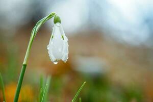 galanthus, sneeuwklokje drie bloemen tegen de achtergrond van bomen. foto