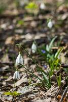 delicaat sneeuwklokje bloem is een van de voorjaar symbolen vertellen ons foto