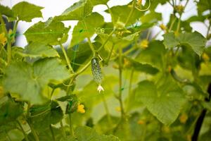 ucumber Aan een struik tussen de bladeren. komkommer Aan de achtergrond van de tuin. foto