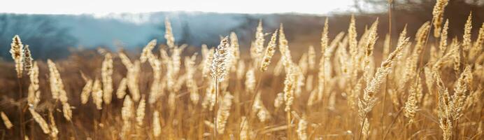 gras pampa vaas geïsoleerd. takken van droog riet van riet gras Aan een wit achtergrond. een element voor decoratie, natuurlijk ontwerp van pakketjes, notitieboekjes, dekt. grijsbeige droog pluizig fabriek foto