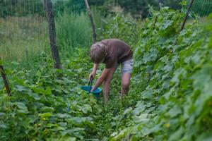 oogsten. hand- trekken een komkommer van een struik. kind zet de gepekeld komkommer in een blauw emmer. vers ecologisch producten. ecologisch landbouw. vegetarisch in tuin. foto