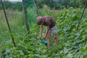 oogsten. hand- trekken een komkommer van een struik. kind zet de gepekeld komkommer in een blauw emmer. vers ecologisch producten. ecologisch landbouw. vegetarisch in tuin. foto
