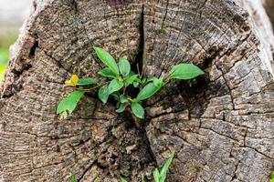 abstract van natuurlijke scène van groeiende boom uit stervend hout. foto