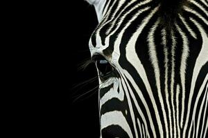 portret van een jong zebra staand geïsoleerd Aan zwart achtergrond, ai gegenereerd foto