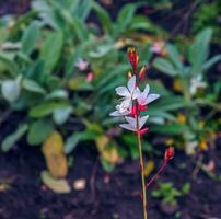 dichtbij omhoog gaura lindheimeri of wervelend vlinders bloemen gezien in zomer in de tuin. foto