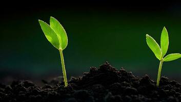 de jonge boom zijn groeit van de bodem met zonlicht foto