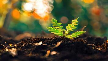 de jonge boom zijn groeit van de bodem met zonlicht foto