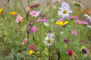 veld van kosmos bloem, weide met aster, kamille, esholtzia foto