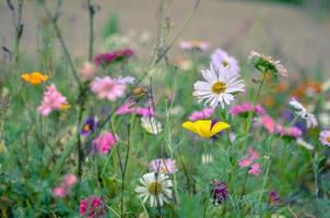 veld van kosmos bloem, weide met aster, kamille, esholtzia foto