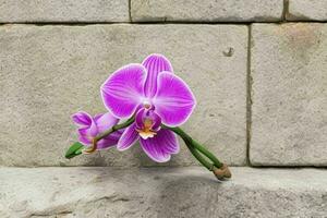 orchidee bloem. achtergrond. ai generatief pro foto