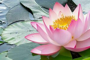 water plons Aan lotus bloem. achtergrond. ai generatief pro foto