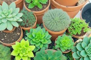 top visie een dichtbij omhoog van planten in potten Aan een tafel. achtergrond. ai generatief pro foto