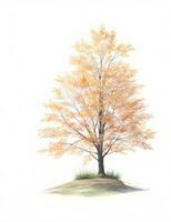 herfst boom geïsoleerd Aan wit foto