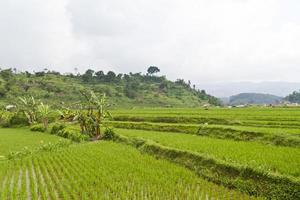 rijstveld aan de heuvelkant foto