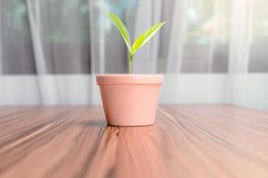 plantenpotten geplant in de kamer foto