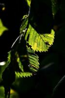 herfst achtergrond met groen en gouden bladeren verlichte door de warm zon foto